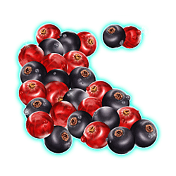 Winterberries symbol #7